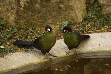 The Hartlaub's Touraco (Tauraco hartlaubi) .