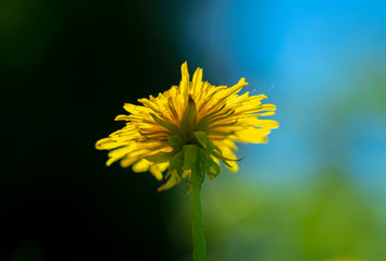 Spring, blooming dandelion close-up from the lower angle on a beautiful, blurred background