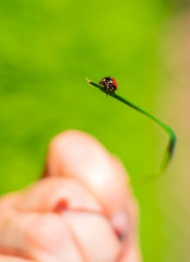 a ladybug crawls on a blade of grass held by a hand on a beautiful blurred green background
