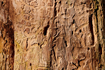 tree destruction by insect bark bootle woodworm