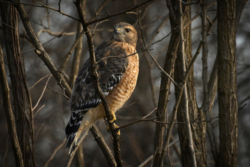 Red-Shouldered Hawk