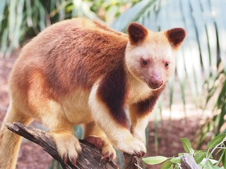 Captivating Engaging Male Goodfellows Tree-Kangaroo with Soft Silken Reddish-Brown Fur.