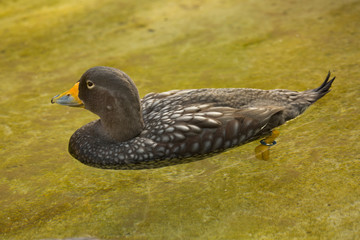 The Fuegian steamer duck, the Magellanic flightless steamer duck (Tachyeres pteneres).