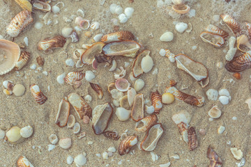 seashells on sand