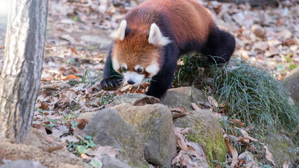 レッサーパンダ