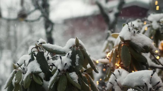 Natural snowflakes falling in slow motion over christmas lights and a background of a red house with snow on the roof symoblizing a cozy neighbourhood during the winter holiday season, transition shot
