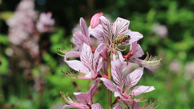 bee flying around pink flower