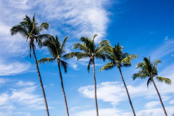 Fototapeta premium maui palms