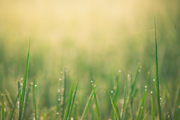 Rice farm,Rice field,Rice paddy, rice pants,Bokeh dew drops on the top of the rice fields in the morning sun,along with the rice fields that emphasize the soft background.