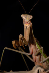 Mantiscape