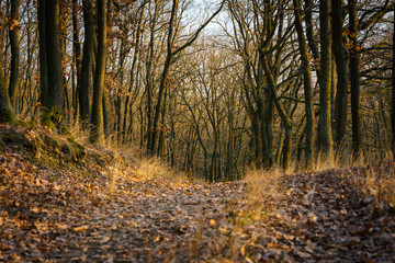 A road through the autumn oak forest, Brno, Czech Republic