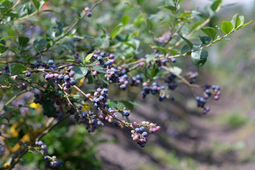 Ripe Blueberries ready for picking from farm