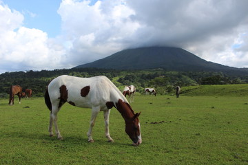 Caballos comiendo pasto frente a un volc&aacute;n
