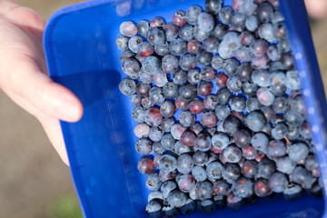 Ripe Blueberries freshly picked in a container