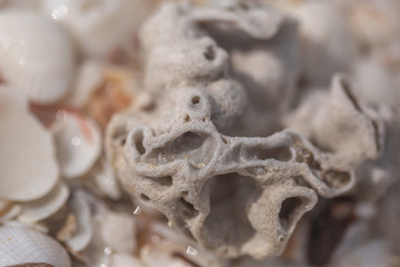 Coral Skeleton