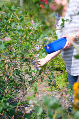 Woman picking fresh blueberries from bush in Summer