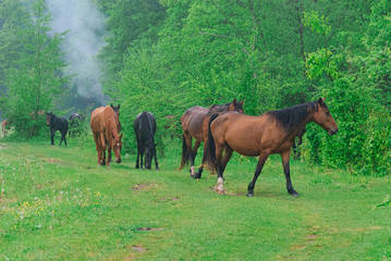 herd of horses grazing on a green meadow in the Caucasus mountains