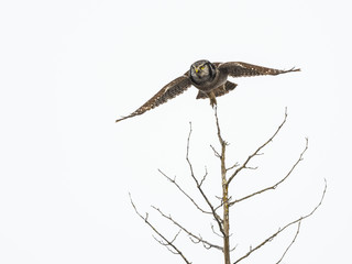 Northern Hawk Owl Taking off From The Tree in Winter, Isolated