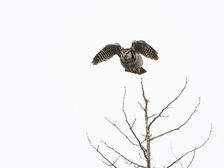 Northern Hawk Owl Taking off From The Tree in Winter, Isolated