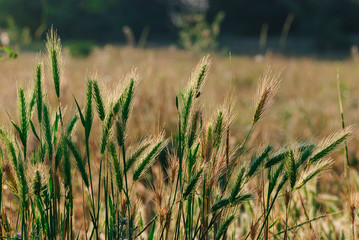 green spikelets in the morning sun on a field of grass. focus on the ears
