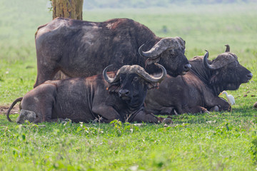 Obraz premium Herd of cap buffalo resting under a tree