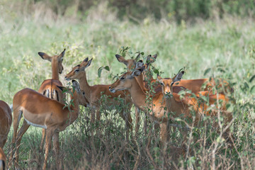 Group of gazelle in the wild of Kenya