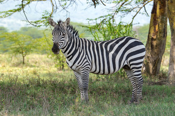 Fototapeta na wymiar Zebra standing in the savanna