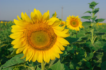 Fototapeta premium yellow sunflowers in a field in summer against a blue sky. focus on sunflower