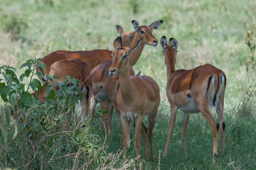 Naklejka na ściany i meble Group of gazelle grazing in Africa