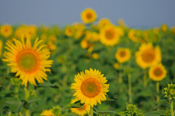 Obraz premium yellow sunflowers in a field in summer against a blue sky. focus on sunflower