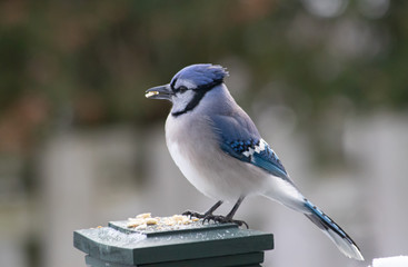 Blue Jay Bird