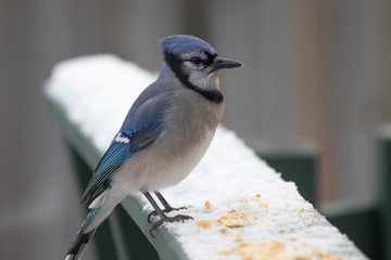 Blue Jay Bird