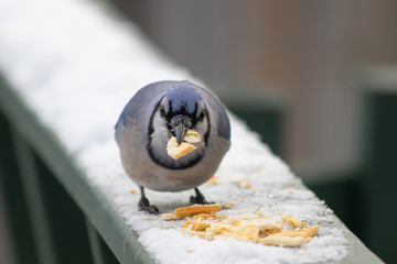 Blue Jay Bird