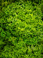 Salat Salatblatt Grünzeug Blattsalat Ernte grün green salad gesund