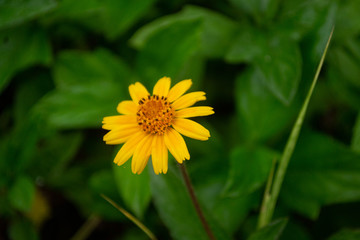 Close Up of isolated wedelia flower in a garden