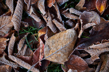 many frosty autumn leafs on the ground