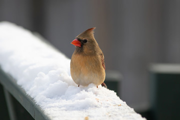 Female Northern Cardinal Bird