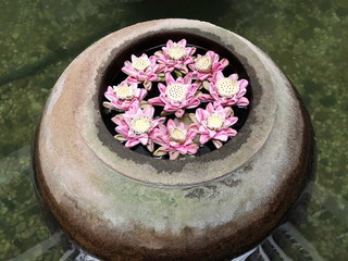 Fototapeta na wymiar Lotus flower white and pink floating in a big jar.