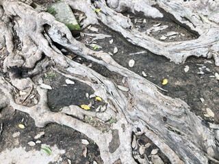 The roots of forest trees.