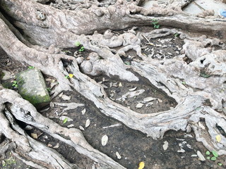 The roots of forest trees.