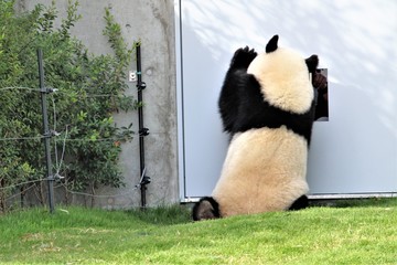 家に帰りたいパンダ