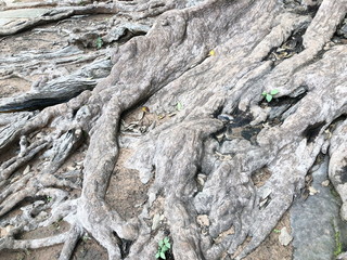The roots of forest trees.