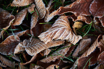 many frosty autumn leafs on the ground