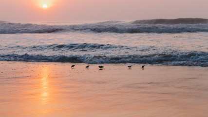 Beach and Sea and Birds