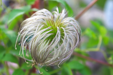 Feathery spines of clematis flower petals after it has finished blooming