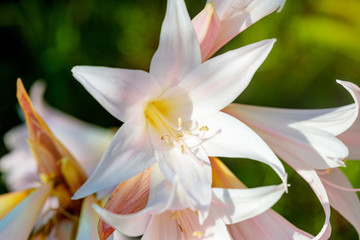 Closeup shot of a white flower with a blurred background
