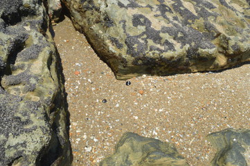 Polui&ccedil;&atilde;o Petr&oacute;leo Nordeste