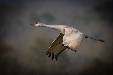 Crane in flight