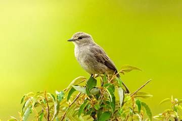 Closeup shot of an African Grey Flycatcher on a tree