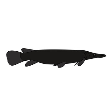black garfish swimming on white background clip art preview
